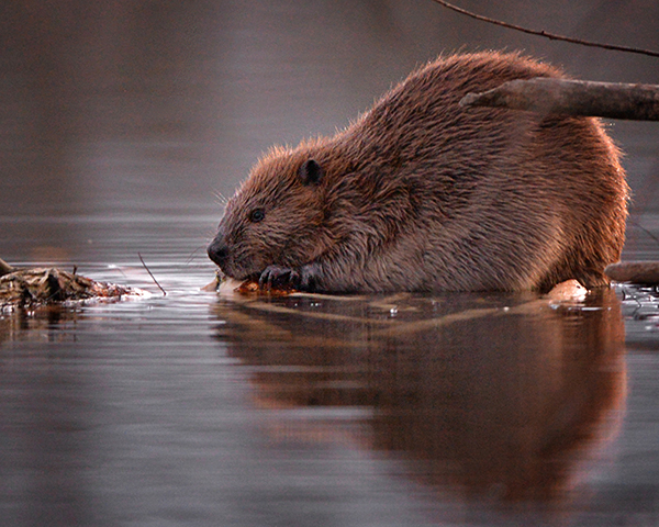 Beaver in the river