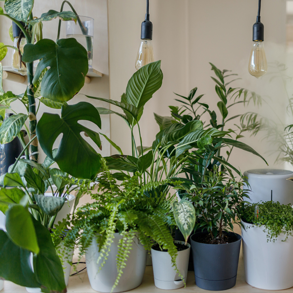 Indoor Plants for Health