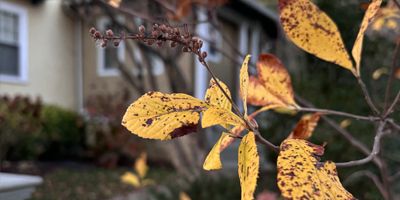 Nature Contact as a Health Behavior: Steps to Maturing the Field