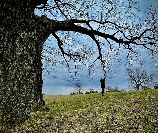 Silhouette of person touching a tree