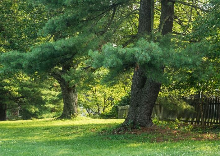MD Olney Acres Neighborhood Park [669] PRA Nature Prescribed